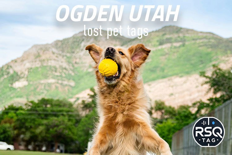 Ogden Utah lost pet tags